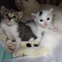 募集一旦停止します