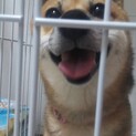 豆柴ハナの里親募集です。