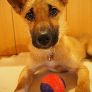 元気な男の子「あお」