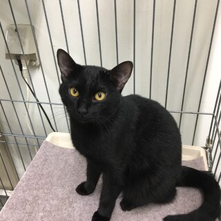 SOS!！人馴れしてます。綺麗な黒猫⭐️まあや