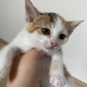 生後2ヶ月くらいの子猫の兄弟です！