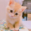 茶トラの女の子☆チャイちゃん ♪もうじき2ヶ月