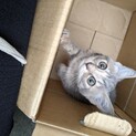雑種メス推定4ヶ月捨て猫