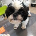 1歳くらいシーズー男の子