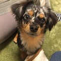 ダップルのチワックス♀1才8ヶ月　元気で遊び好き！