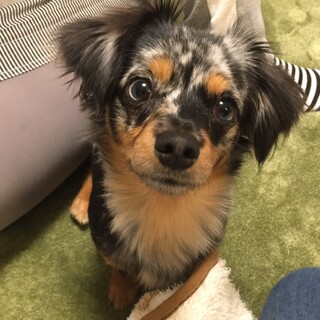 ダップルのチワックス♀1才8ヶ月　元気で遊び好き！