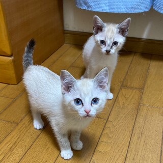 【交渉中】ゴロすり2ヶ月男の子・ましろくん