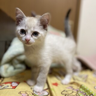 【交渉中】ゴロすり2ヶ月女の子・ゆきちゃん