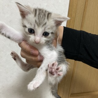 可愛いサバシロの男の子