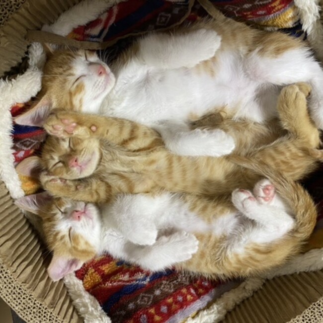 みやお22のカバー写真