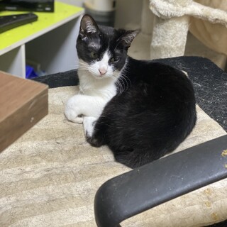 猫の貰い手探してます！