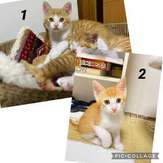 茶白 キジトラ 約生後3ヶ月 オス子猫 