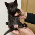 わんぱくな黒い男の子