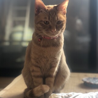 人馴れ修行中！茶ﾄﾗ女の子