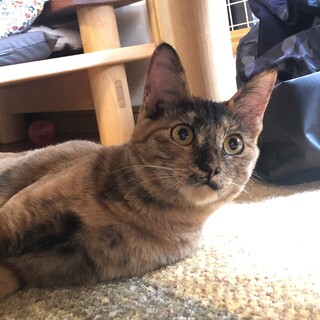 人馴れ修行中　サビの女の子