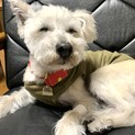 穏やかなテリアミックス老犬女の子