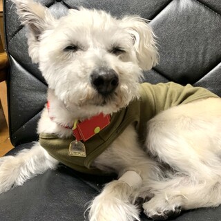 穏やかなテリアミックス老犬女の子