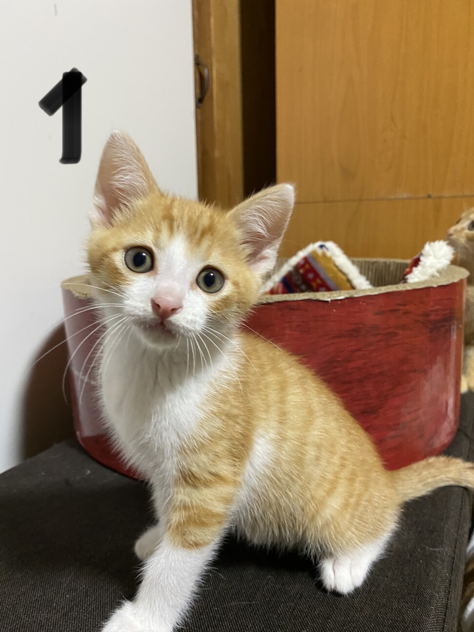 茶白 キジトラ 約生後3 和歌山県 猫の里親募集 ペットのおうち 月間利用者150万人