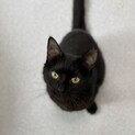 超絶甘えん坊！クロネコママ五月ちゃん