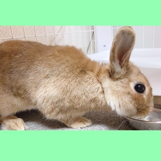 【譲渡決定】好奇心旺盛なウサギ『トトロくん』