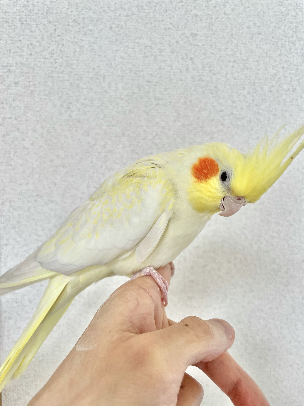 オカメインコの里親募集 大阪府 鳥の里親募集 ペットのおうち 月間利用者150万人
