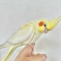 オカメインコの里親募集