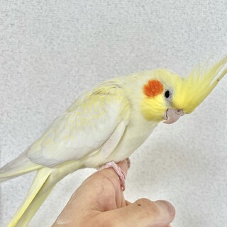 オカメインコの里親募集