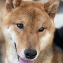 甘えん坊の柴犬☆世界の翔平