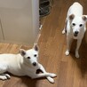 豆大福ときなこ