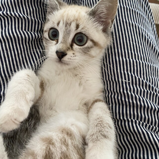 【5/23譲渡会】とっても美猫さん