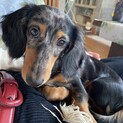 ミニチュアダックスフンド♂1歳10ヶ月、血統証有