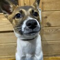 ジェシーのずっとの家族を探しています。