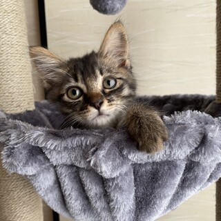 丸顔の美人猫さん