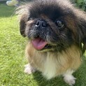 ほっこりしちゃうペキニーズの「かなえ」ちゃん