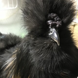 黒色のシルキー"烏骨鶏" オス