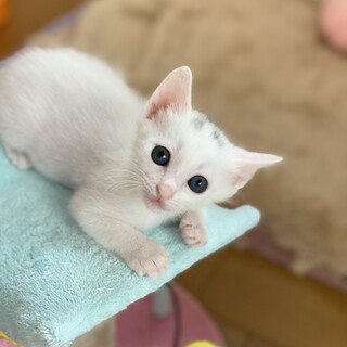 隠れミッキーのあるミミちゃん