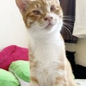 東京都動物愛護センターから♪目障害子猫