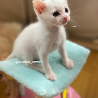 大きなお目目のエマちゃん