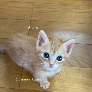 ストーカー気質なオスカーくん