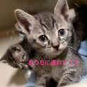 最後40日の元気な男の子