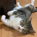小柄の美猫☆りんちゃん