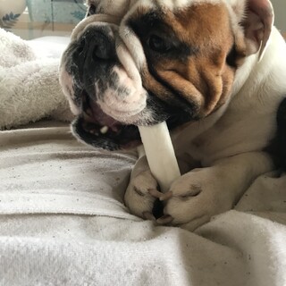 イングリッシュブルドッグ　男の子