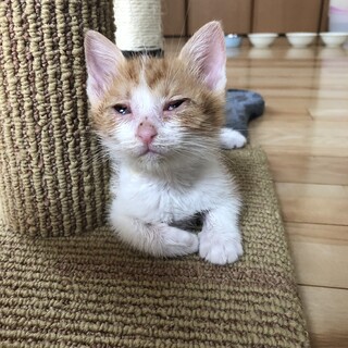 ありがとうございました★ちいさな茶白のまめすけくん