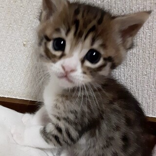 可愛すぎてごめんね！おちびちゃん１ヶ月半