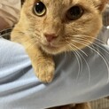 【はなお】おかげさまで里親様が決まりました。