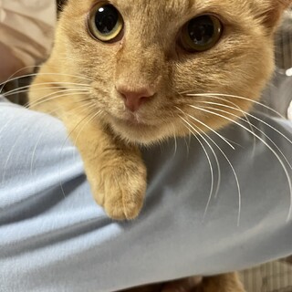 【はなお】おかげさまで里親様が決まりました。