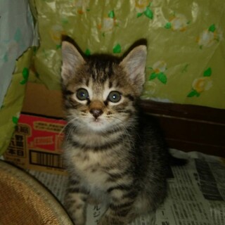 可愛いい子猫優しい家族ありがとうございます