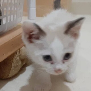 元気なチビにゃん、３兄妹のモモ君！