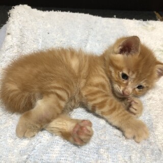 生まれつき右後ろ足が悪い茶トラの男の子♂