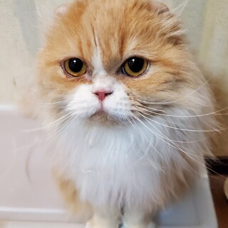 アメリカンカール×チンチラMIX 女の子 ４歳